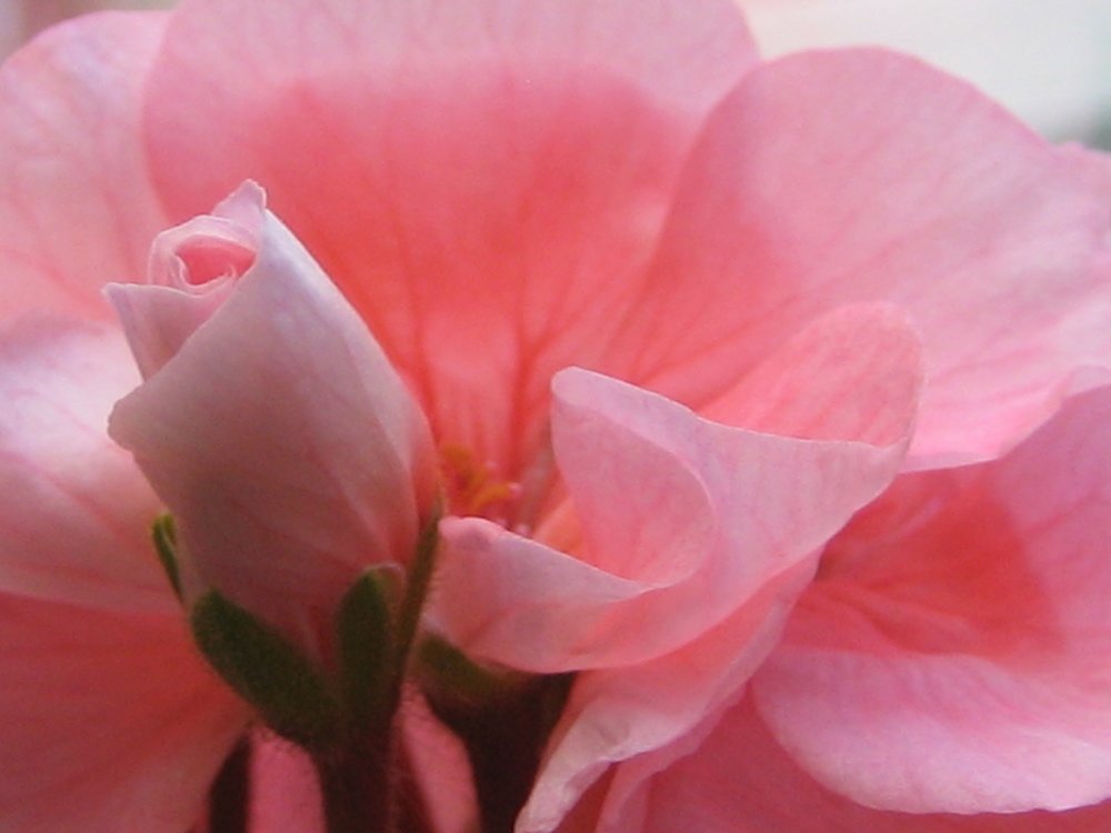 Photograph by Елена Тропина