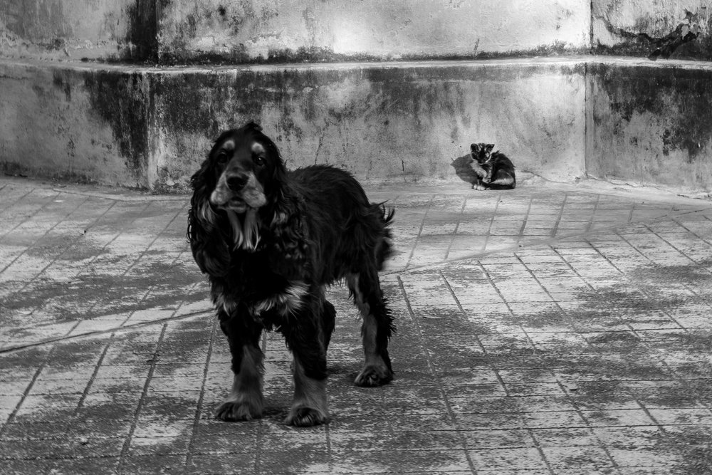 Photograph by SOMRAJ THAKUR