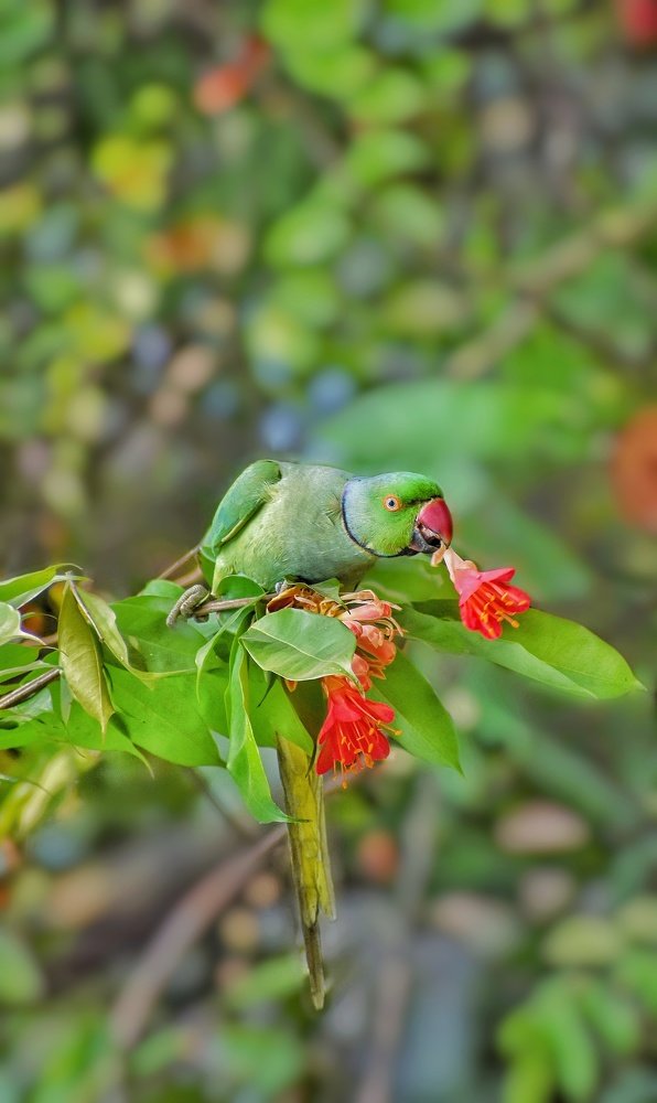 Photograph by Suvodeep ROY