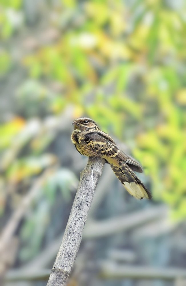 Photograph by Suvodeep ROY