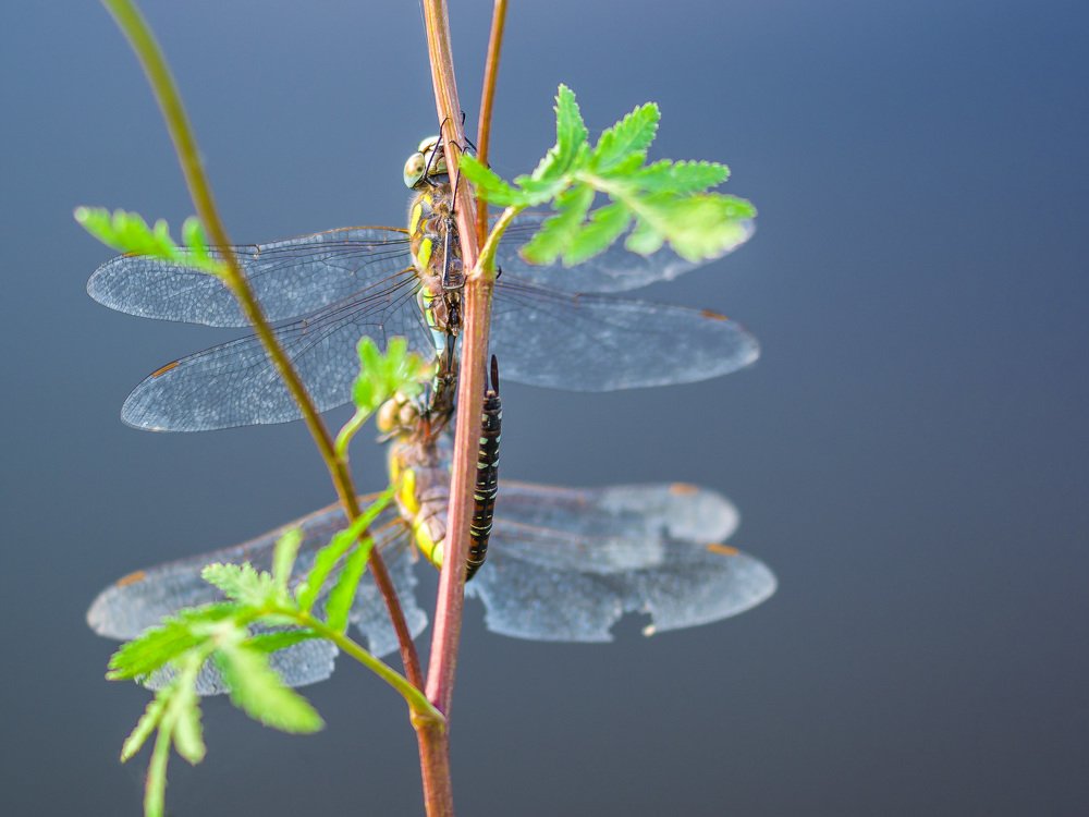 Photograph by Dražen Pleško