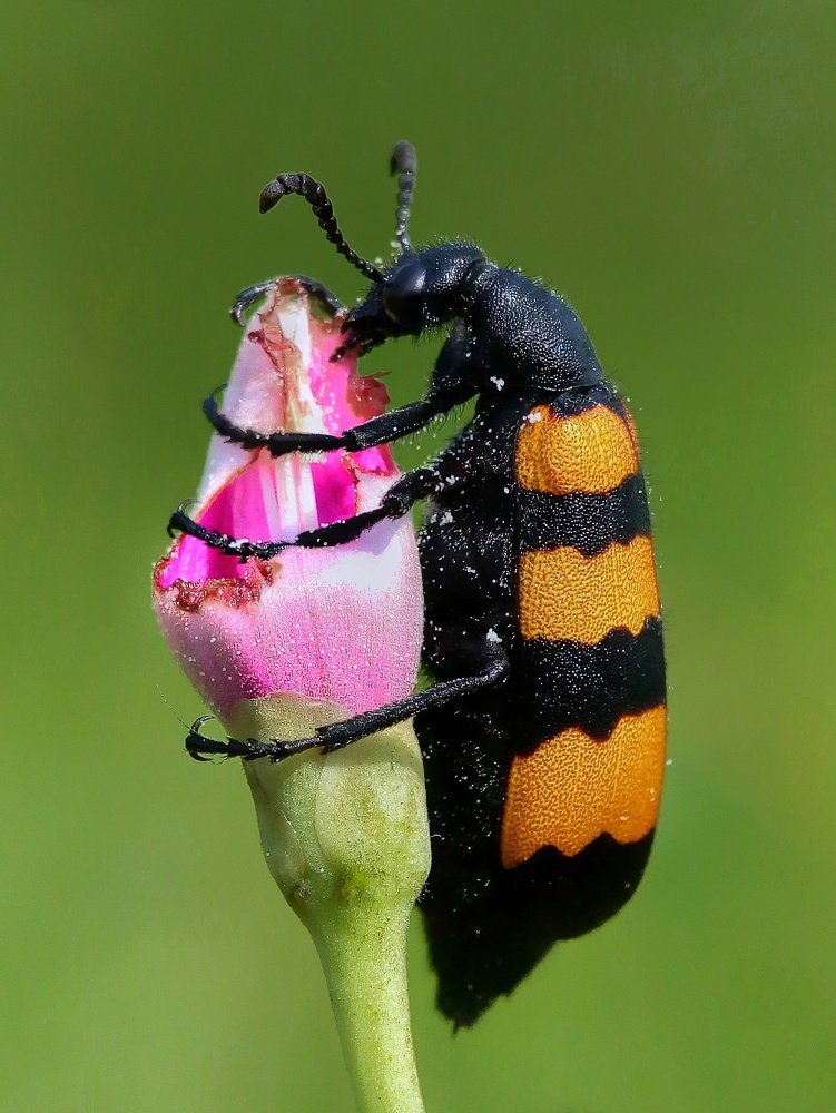 Photograph by Gurudas De