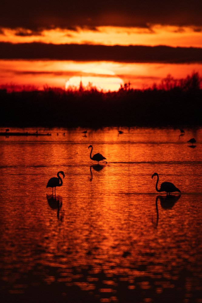 sunset flamingos