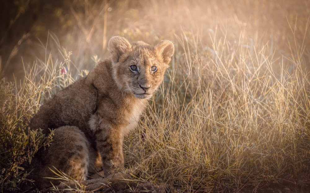 Юность в рассвете..
