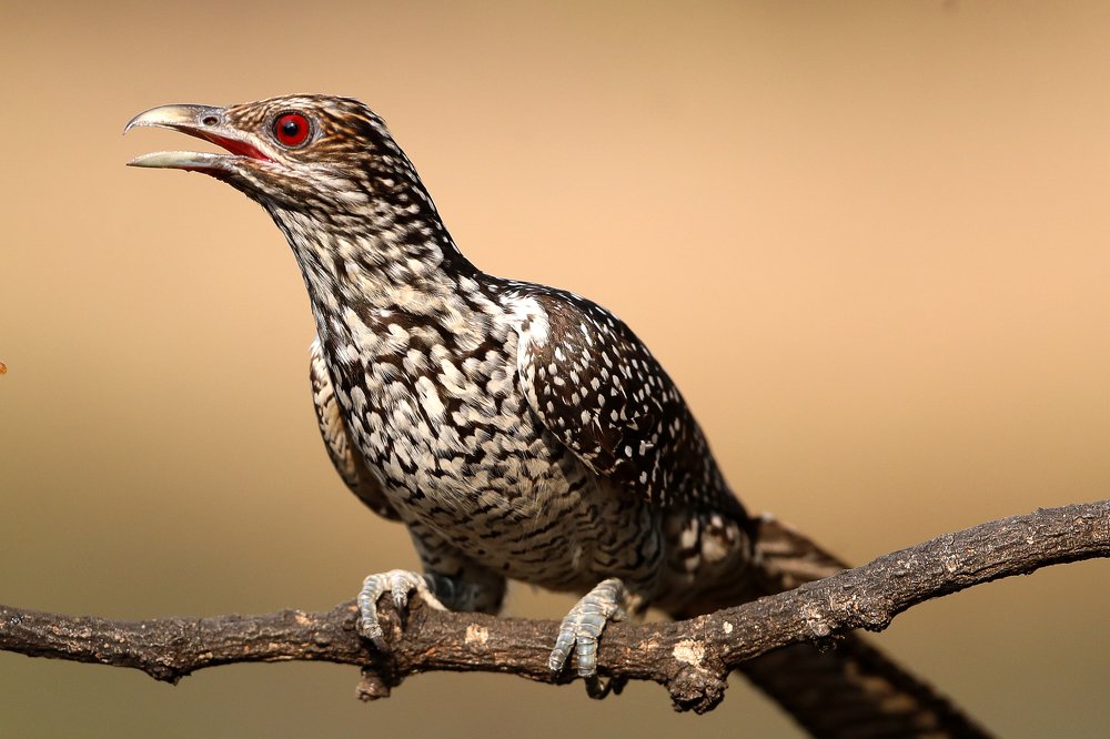 Фотография автора Sanjay Shukla