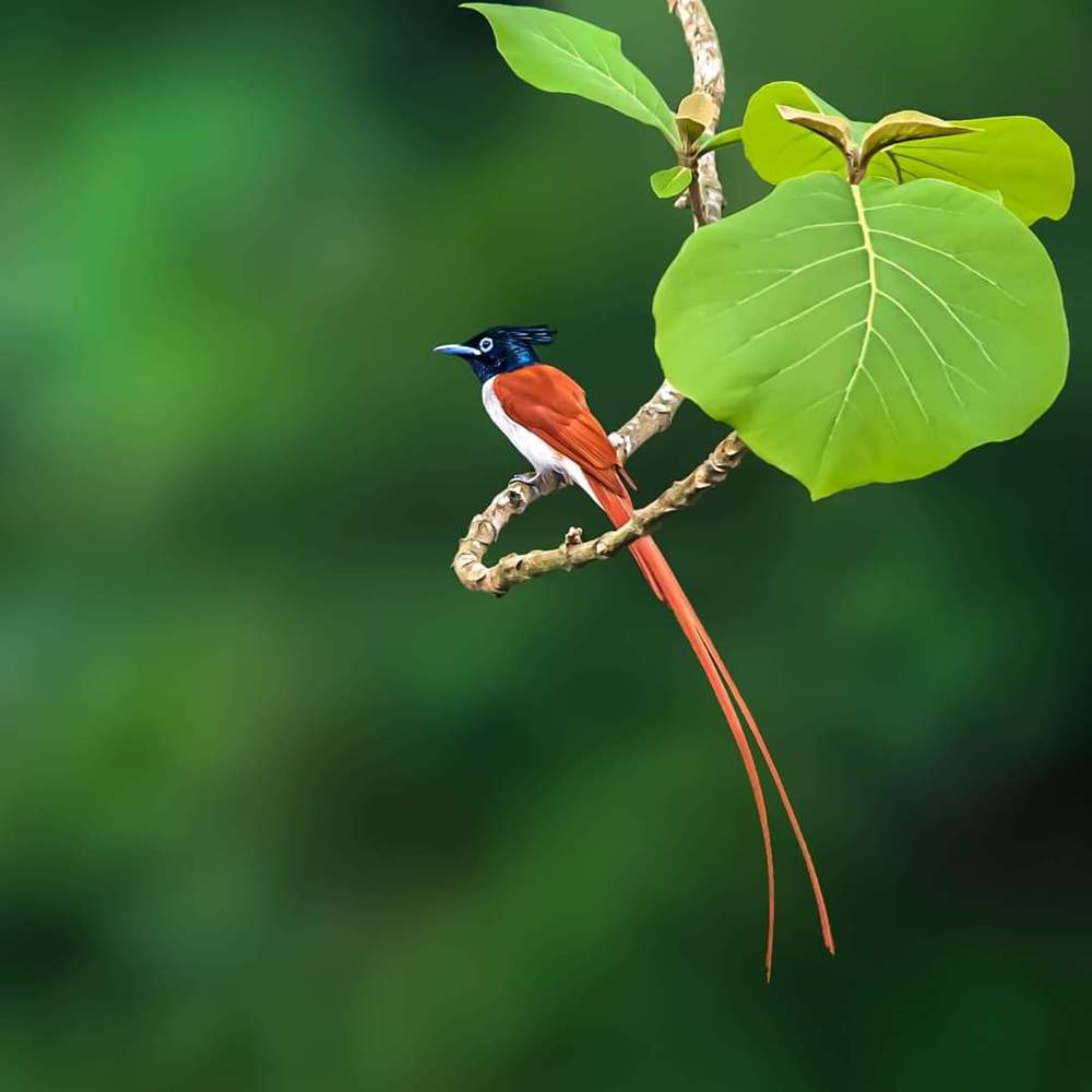 Photograph by Debjyoti Sarkar