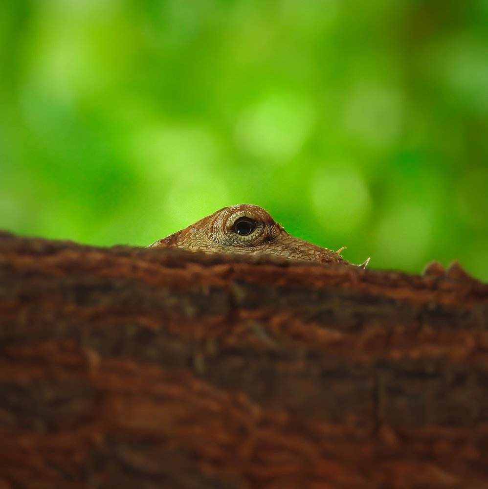 Photograph by Hardeep Solanki