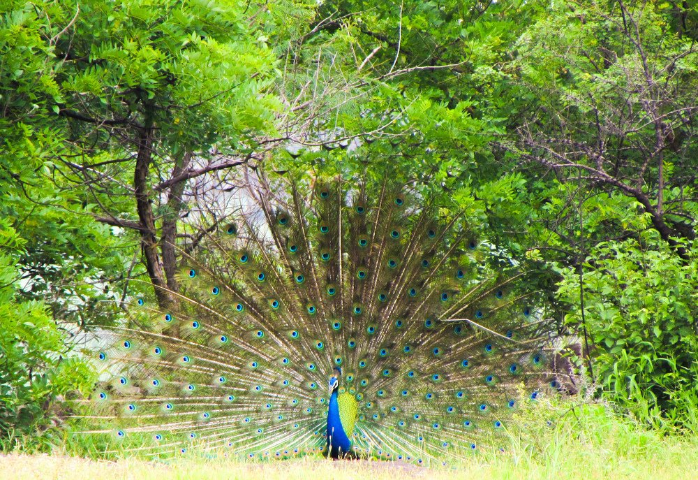 Photograph by Kartikey Gavali