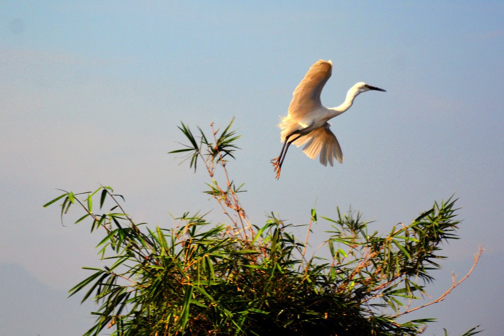 Fly as free as you are