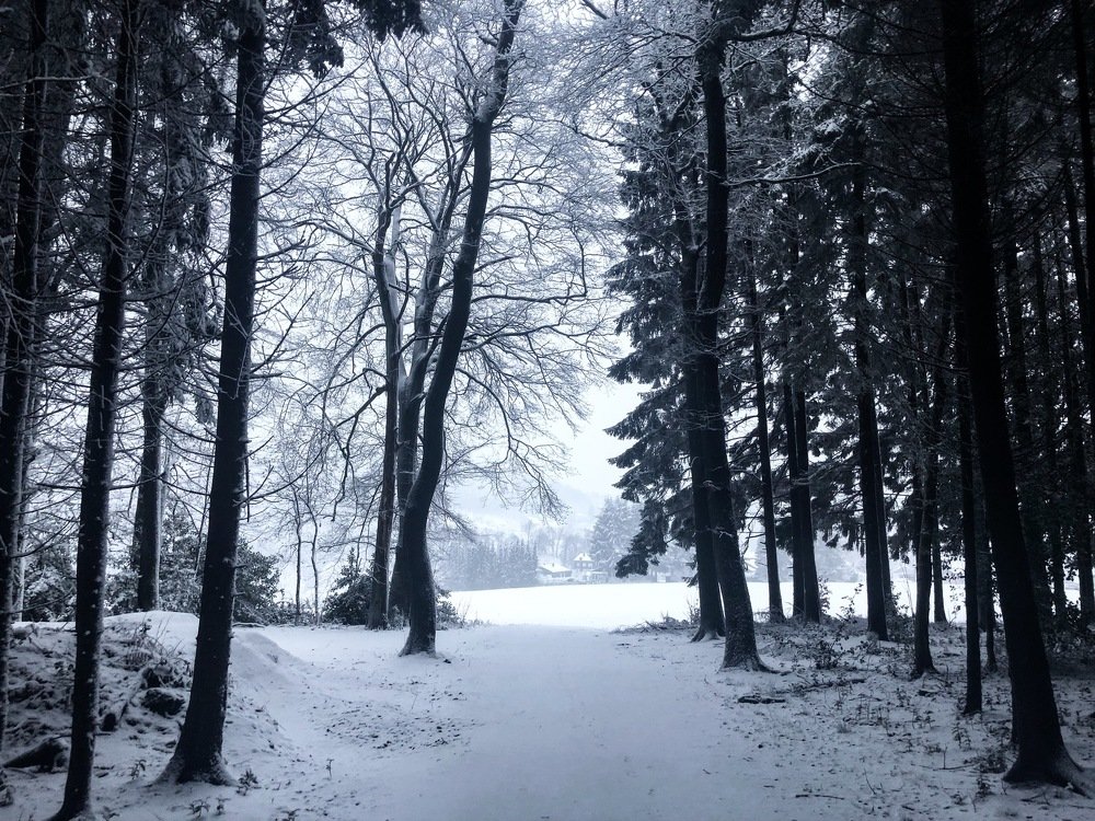 чем дальше в лес