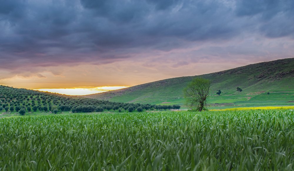 Photograph by porya sahraei