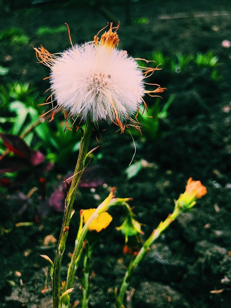 Фотография автора AnnA Shchegrinets