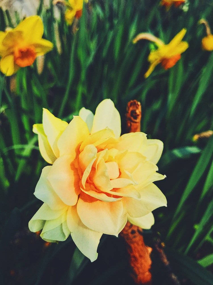 Фотография автора AnnA Shchegrinets