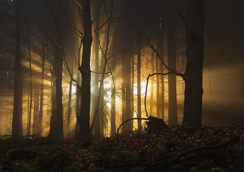 Sunset in fog forest