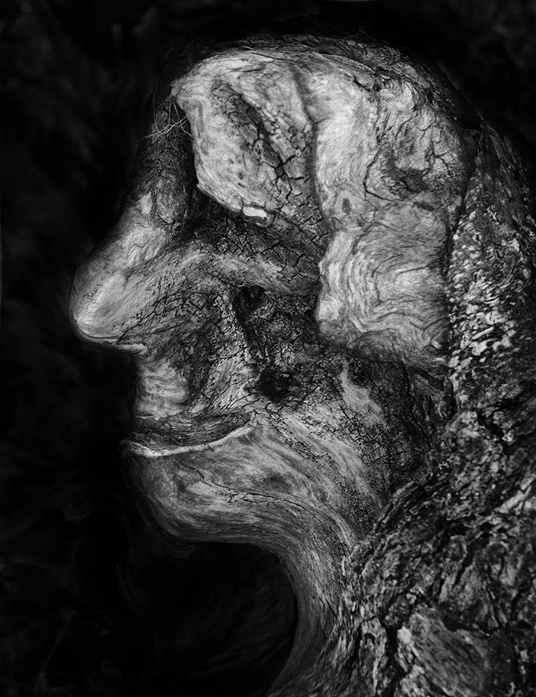 Древесная метаморфоза 2