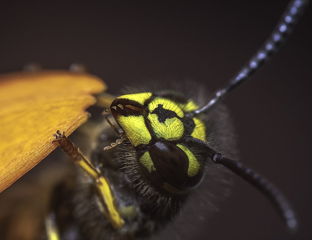 Цветочная Оса