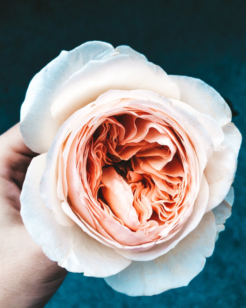 Photograph by Карина Мамлютова