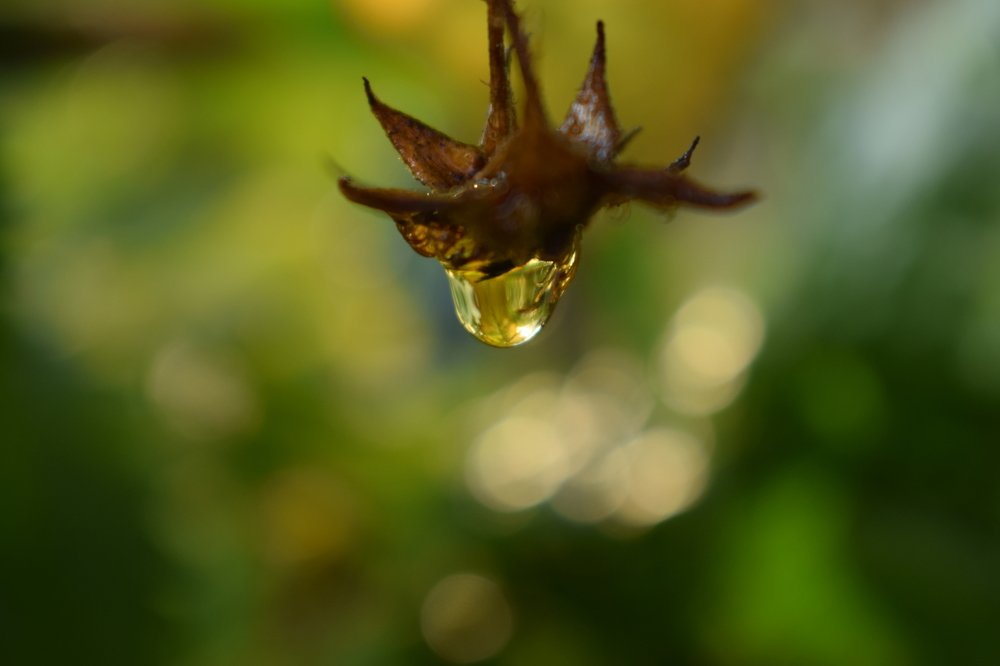 "Капля вместо ягоды малины"