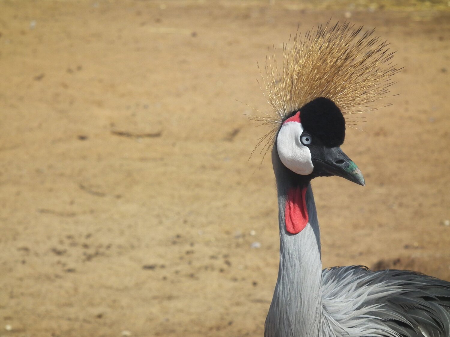 Photo #4517534