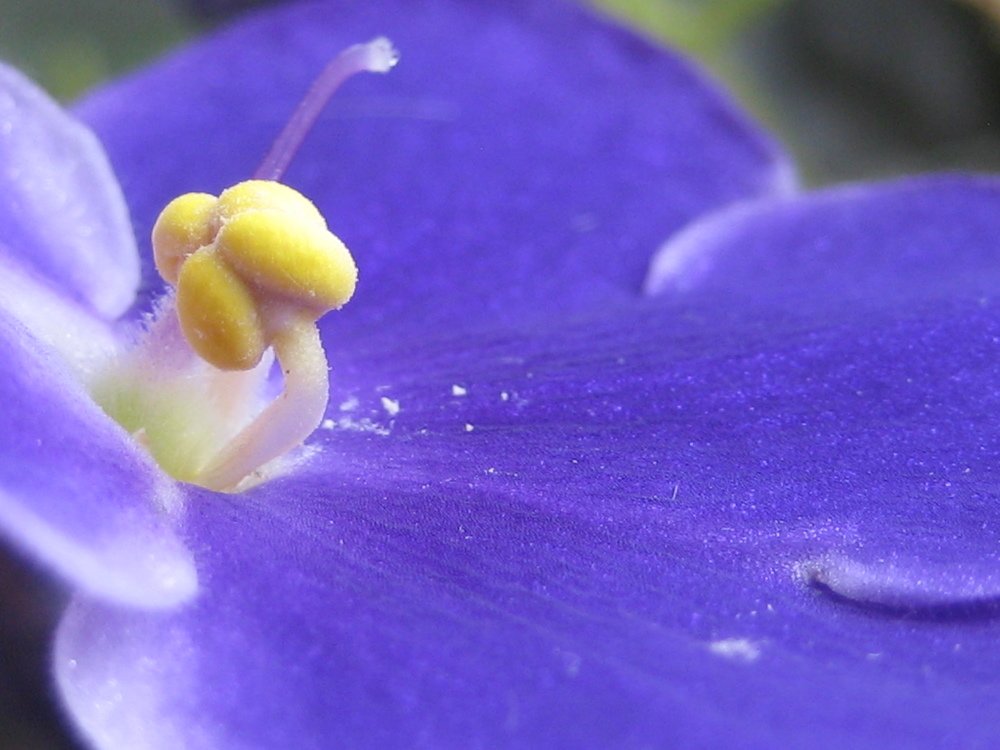 Photograph by Елена Тропина