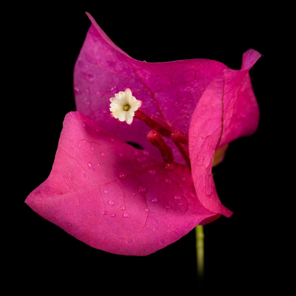 Photograph by Ahmed Sami