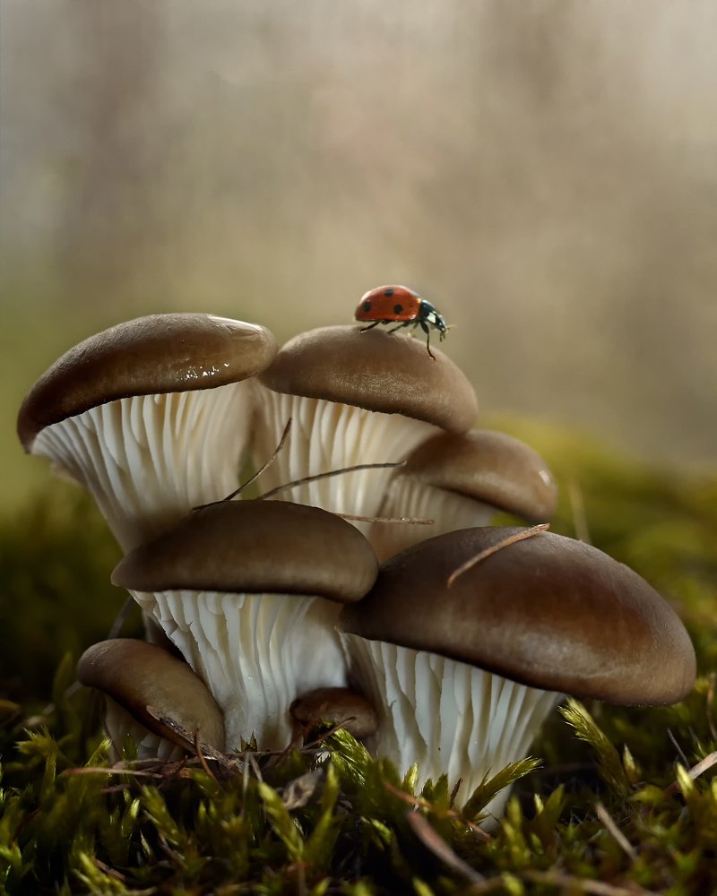 Куда спешит букашка?/Where is the bug in a hurry?