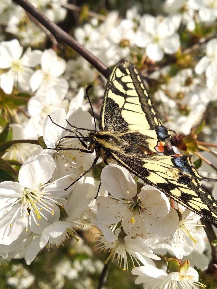Photograph by Карина Винокуровая