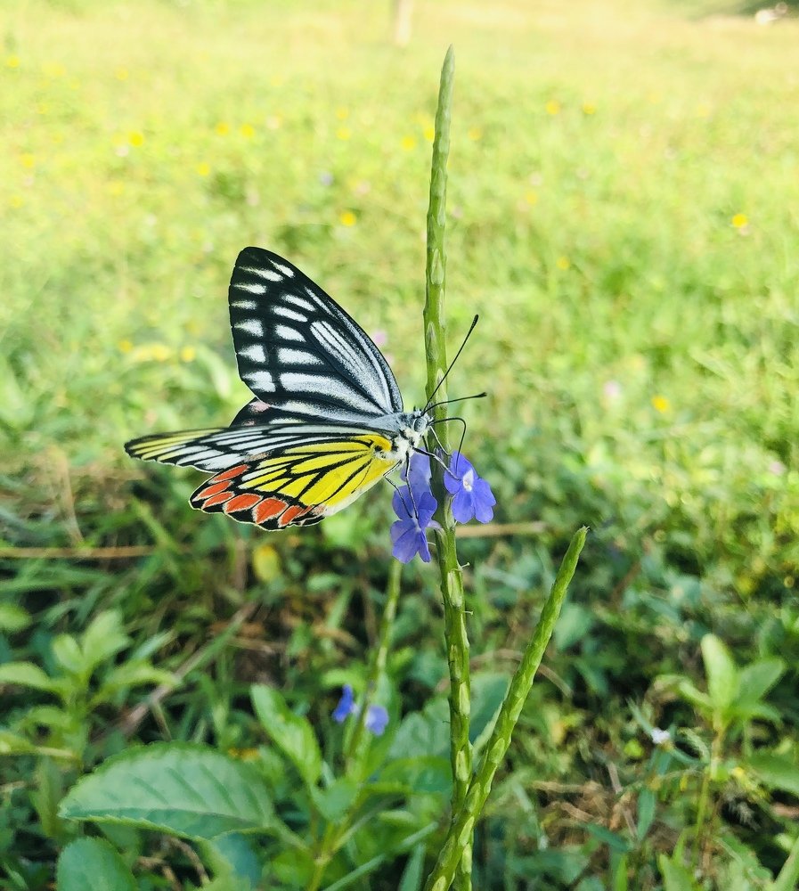 Photograph by nandana tilak thushara madampiti madampitiyage
