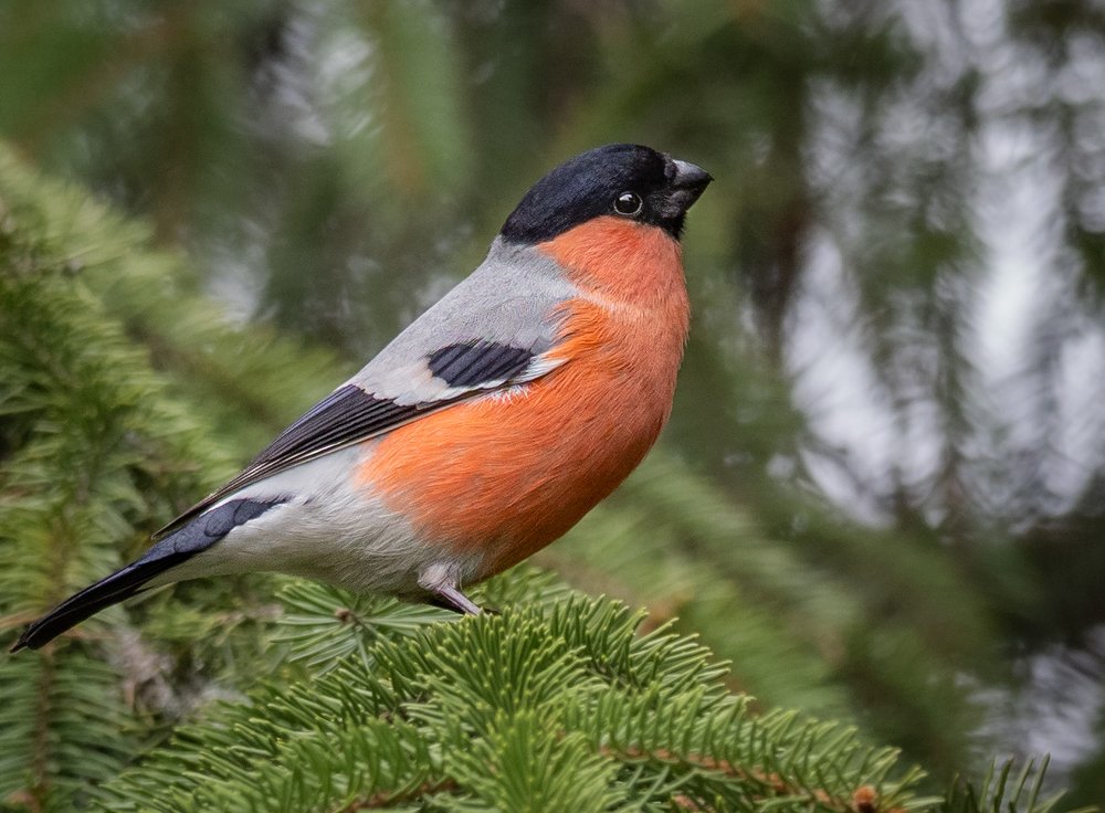 Photograph by Курлянцев Алексей