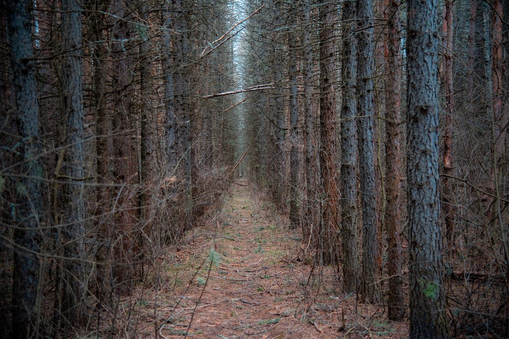Путь в безмятежность