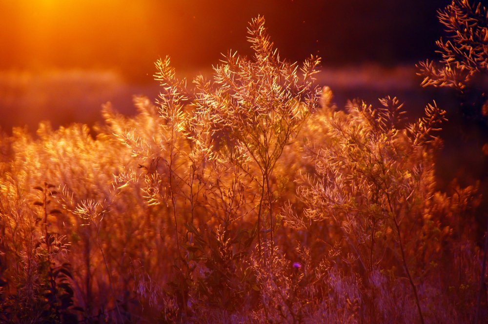 Photograph by Наталья Лягина