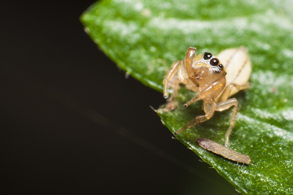 Araña saltarina
