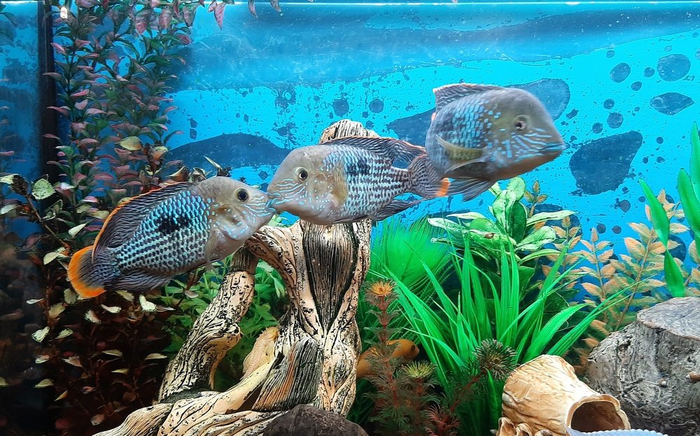 Photograph by Оксана Омельяненко