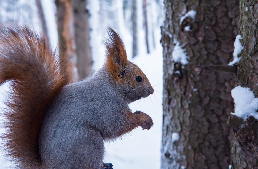 Photograph by Елена Прохорова