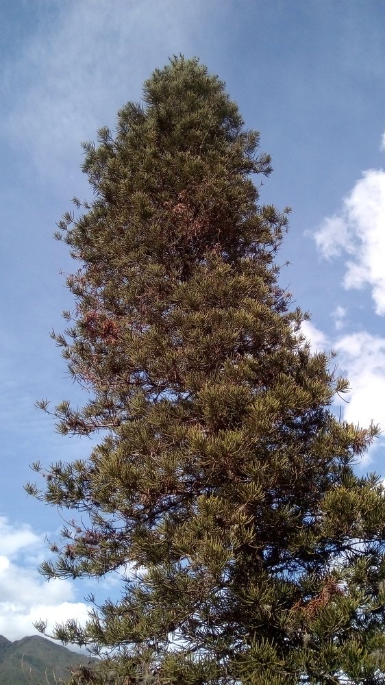 Photograph by Lenin Cordero