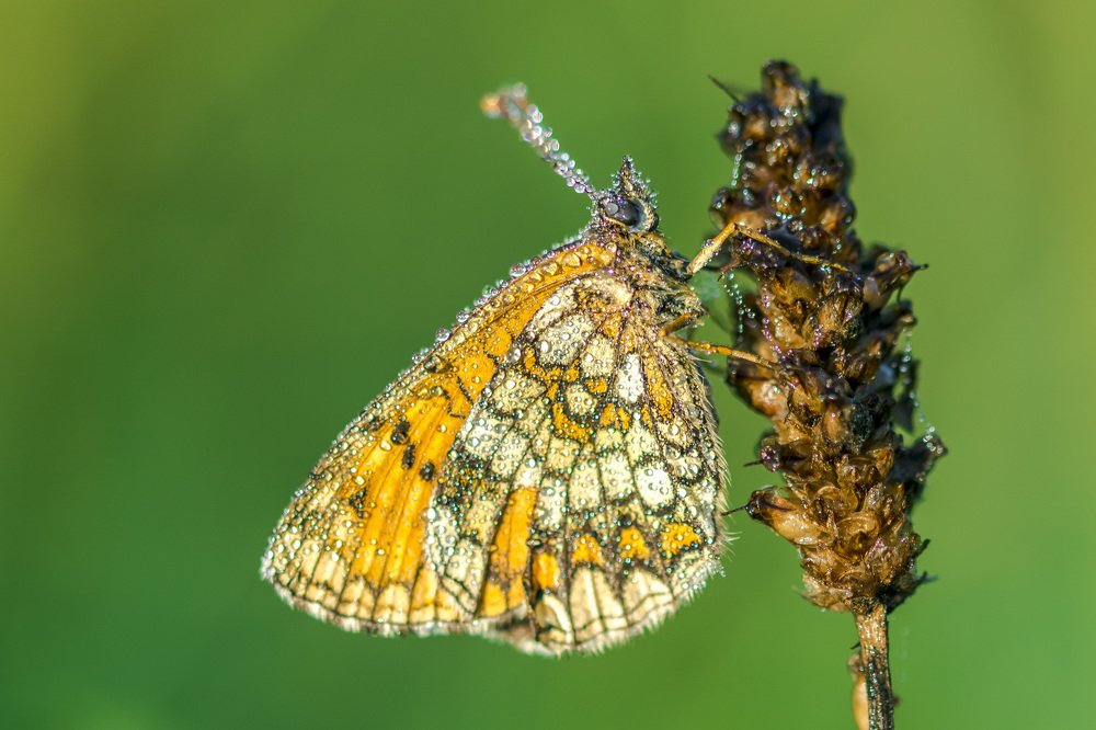 Photograph by Ines Negro