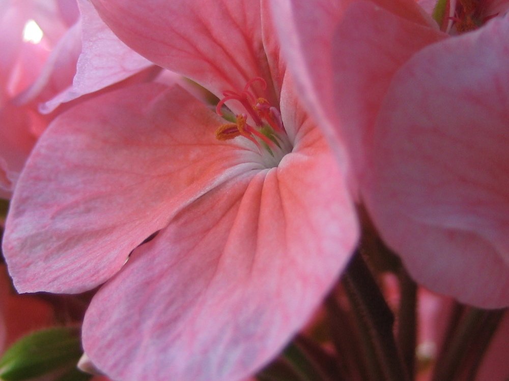 Photo #4519363