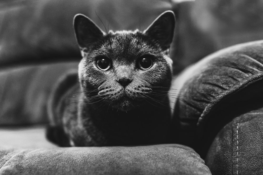 Photograph by Hillel Shatz