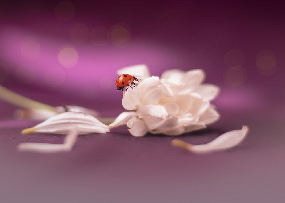 Фотография автора Farshid Ghasemian