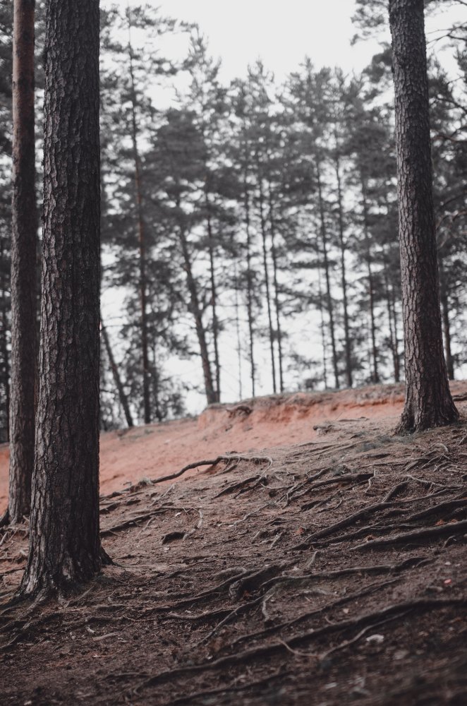 Roots|Корни