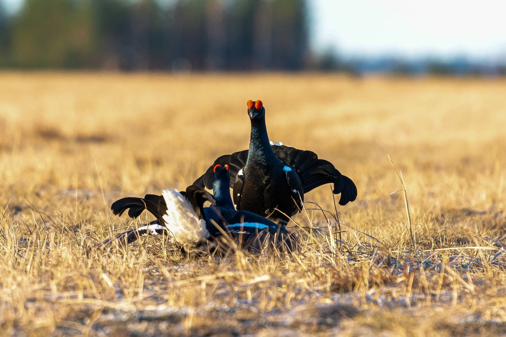 Photograph by Павел Невенчаный