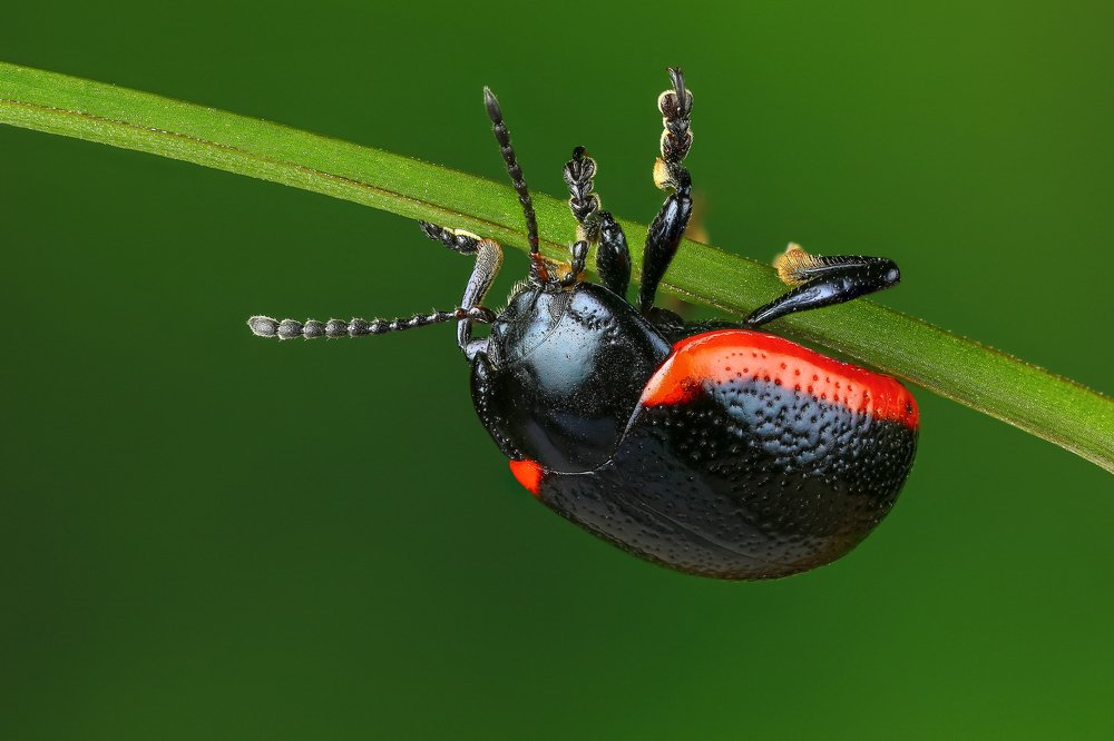Фотография автора Андрей Шаповалов