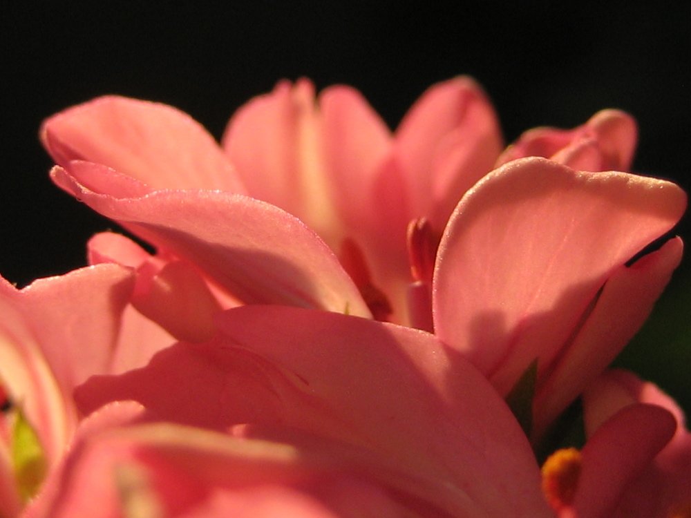 Photograph by Елена Тропина