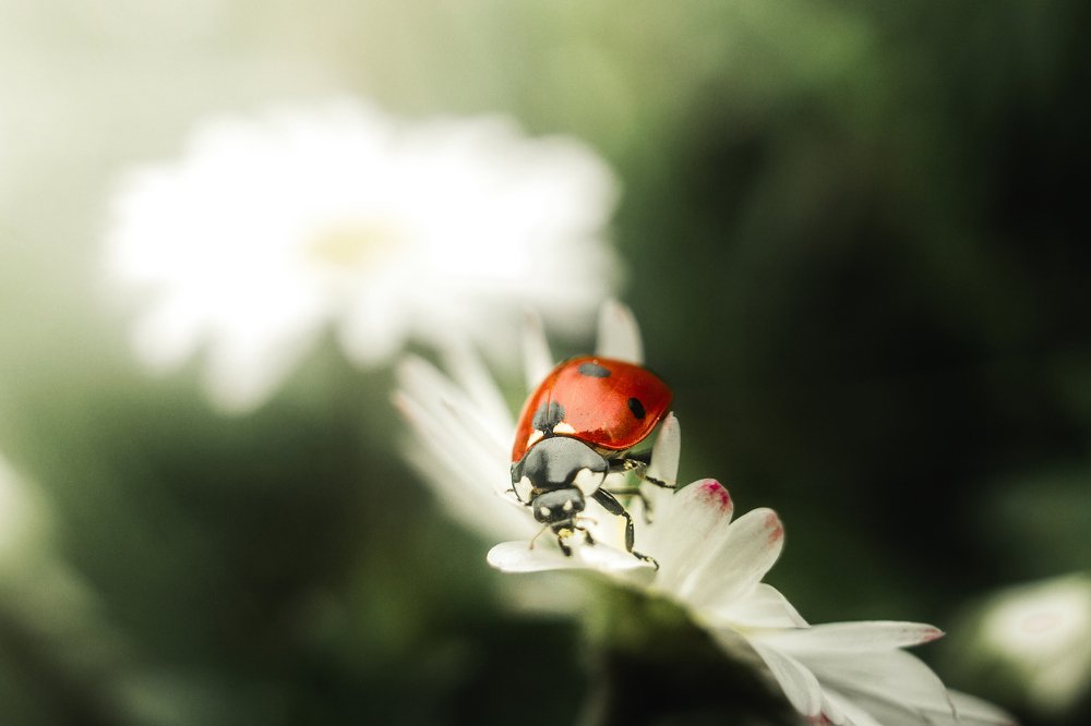 Photograph by Лобанова Ирина