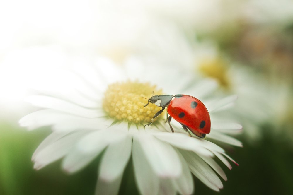 Photograph by Лобанова Ирина