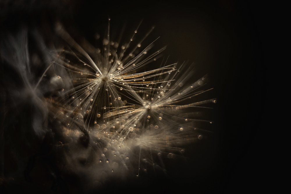 Photograph by Лобанова Ирина