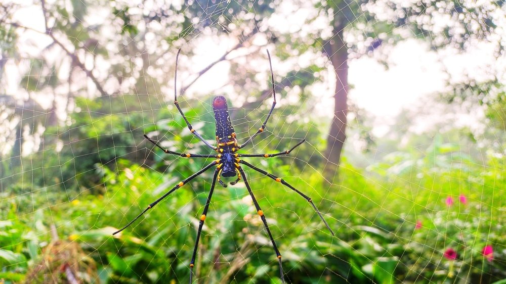 Photograph by Antaryami Das