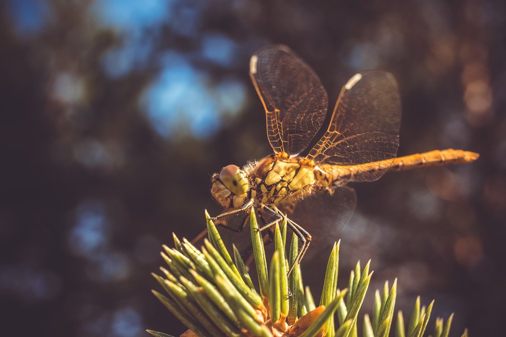 Photograph by Илья Десна