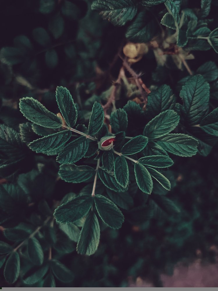 Глубокий зеленый цвет