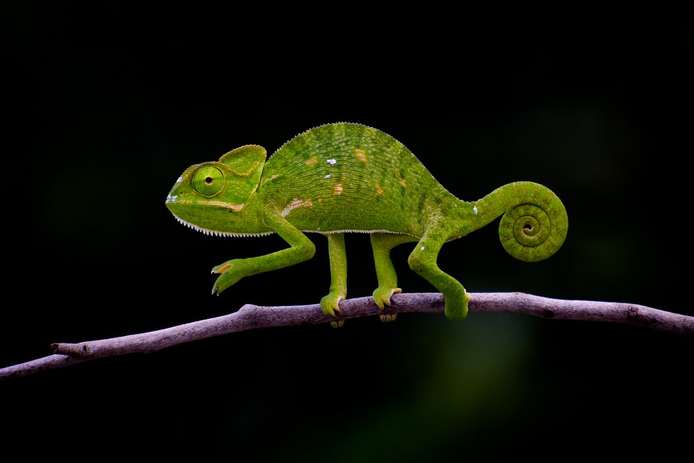 Photograph by Dinesh